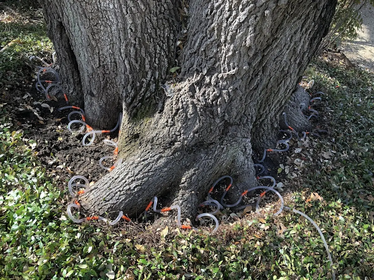 Detailed Tree Cabling and Bracing job site in Ocean View