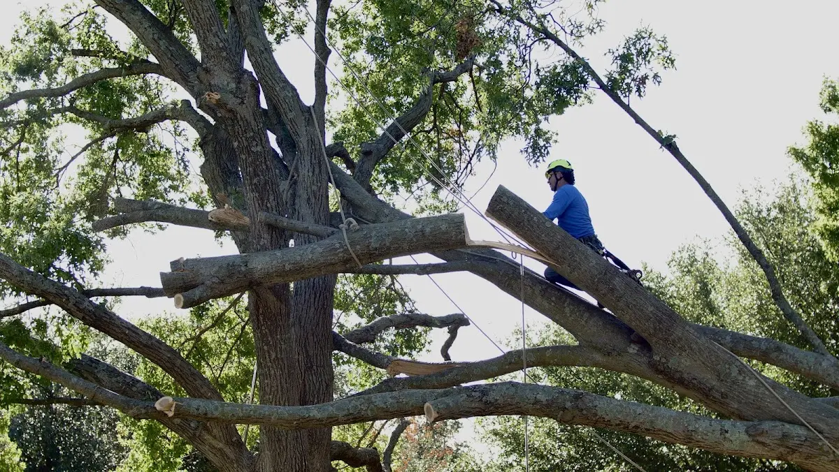 Professional Crown Thinning performed by certified arborists in Ocean View