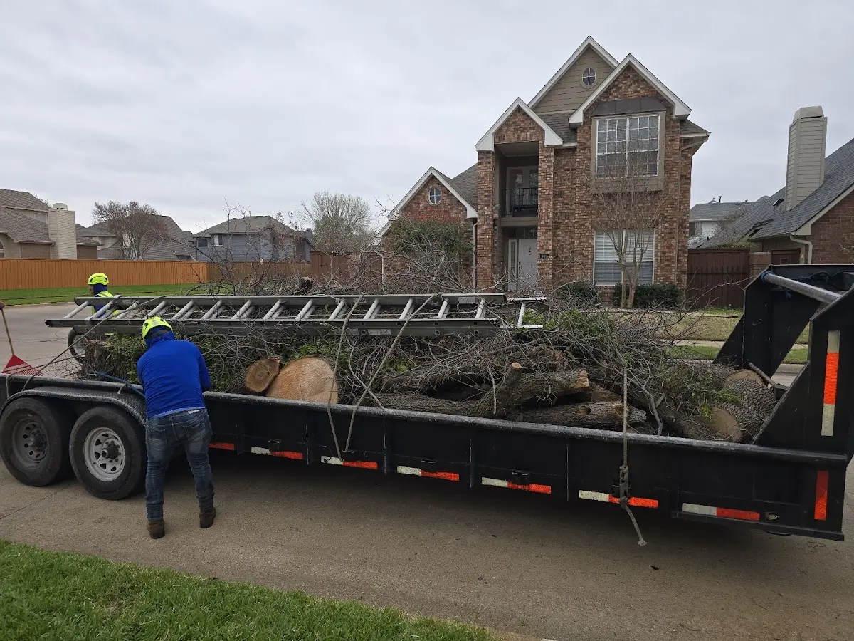 Expert Tree Pest Control with proper safety equipment in Ocean View